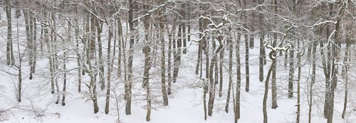 Panoramic view