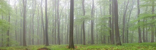 Panoramic view