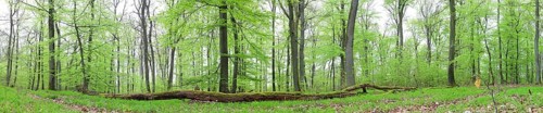 Panoramic view