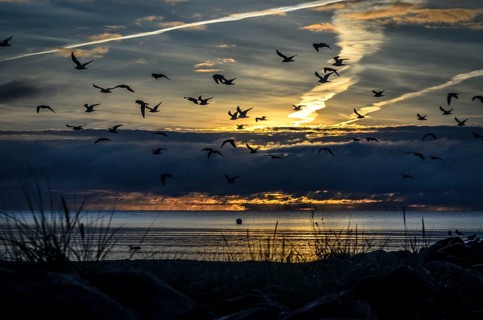 Seagulls against the light of the morning sun above the beach