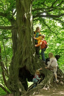 Children playing on an old tree