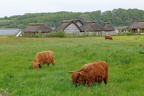 Scottish Highland Cattle grazing on a pasture in front of Viking houses in Hedeby Viking Museum