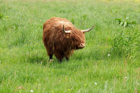 Highland cattle standing in a meadow