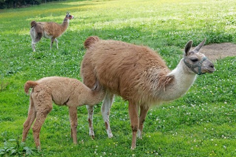 Llama (Lama glama) with a cria