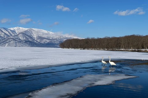Whooper swans (Cygnus cygnus)