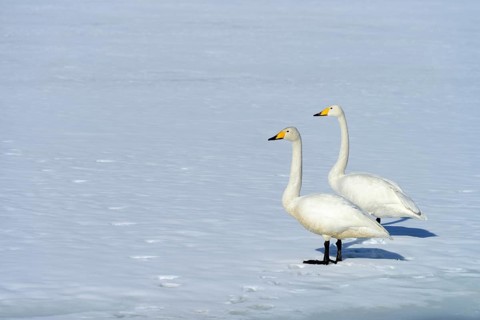 A pair of whooper swans (Cygnus cygnus) standing on a frozen lake