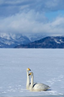 A pair of whooper swans (Cygnus cygnus)
