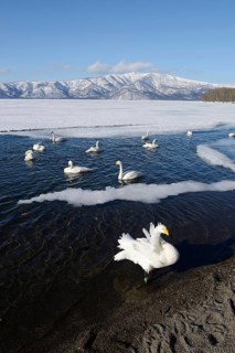 Whooper swans (Cygnus cygnus)
