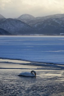 Whooper Swan (Cygnus cygnus) in the evening light