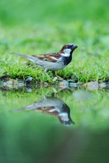House Sparrow (Passer domesticus) with its reflection in the water