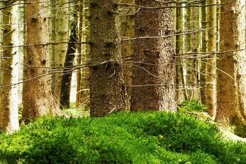 Spruce forest with mossy hill at front