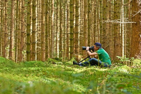 Photographer taking pictures in a spruce forest