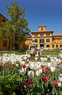 Blooming tulips in the courtyard of Lenbachhaus art gallery