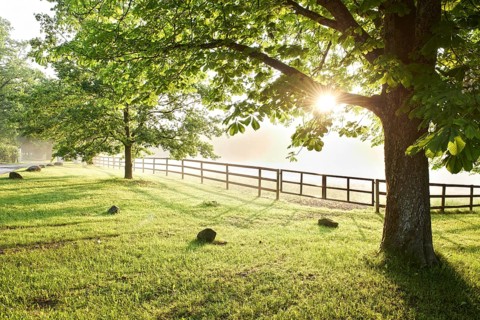 Paddock surrounded by trees in the morning light