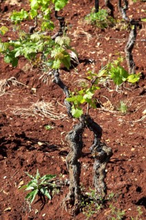 Young vines of the variety Teran in a vineyard with mineral-bearing red clay near Barban