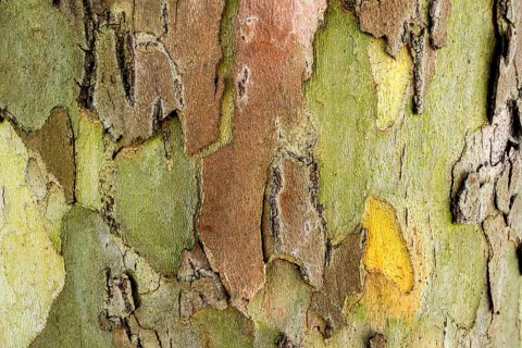 Bark of a London plane