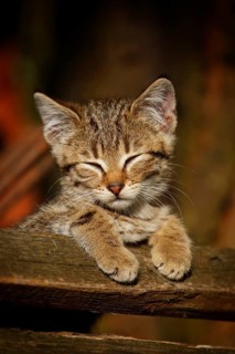 Brown tabby kitten