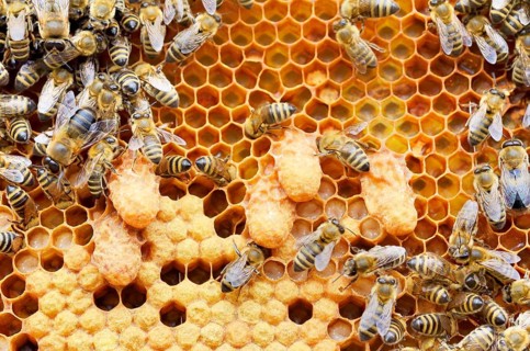 Brood comb of honey bees (Apis mellifera