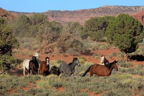 Herd of mustangs