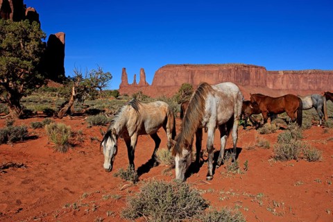 Herd of mustangs