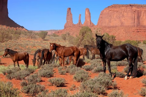 Herd of mustangs