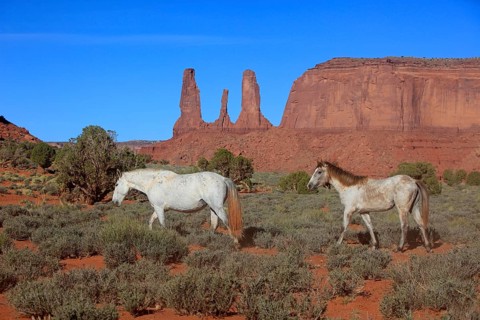 Mustangs