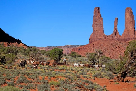 Navajo cowboy with Mustangs