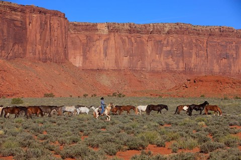 Navajo cowboy with Mustangs