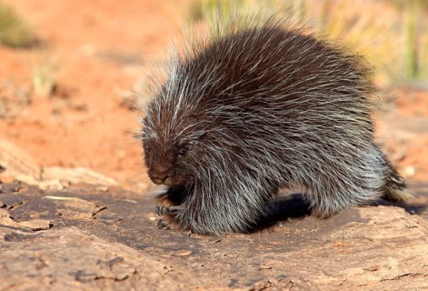 North American Porcupine (Erethizon dorsatum)