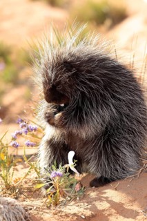 North American Porcupine (Erethizon dorsatum)