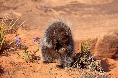 North American Porcupine (Erethizon dorsatum)