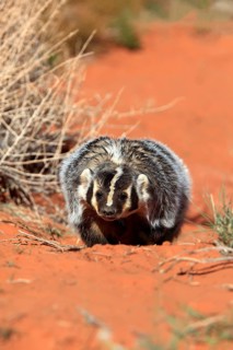 American badger (Taxidea taxus)