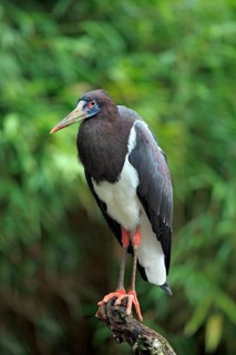 Abdim's Stork or White-bellied Stork (Ciconia abdimii)