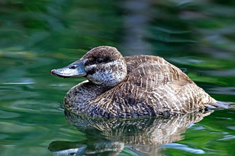 Lake Duck or Argentine Lake Duck (Oxyura vittata)
