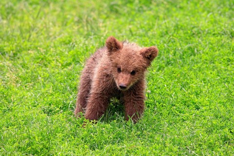 Brown Bear (Ursus arctos) cub