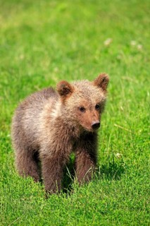 Brown Bear (Ursus arctos) cub