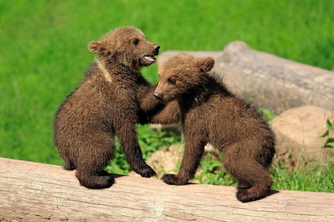 Brown Bear (Ursus arctos)