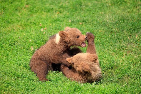 Brown Bear (Ursus arctos)