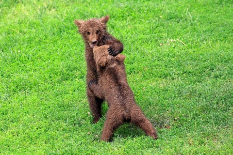 Brown Bear (Ursus arctos)