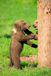 Brown Bear (Ursus arctos)