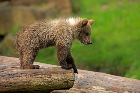 Brown Bear (Ursus arctos) cub