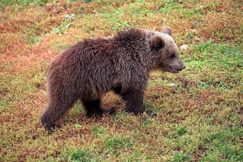 Brown Bear (Ursus arctos) cub