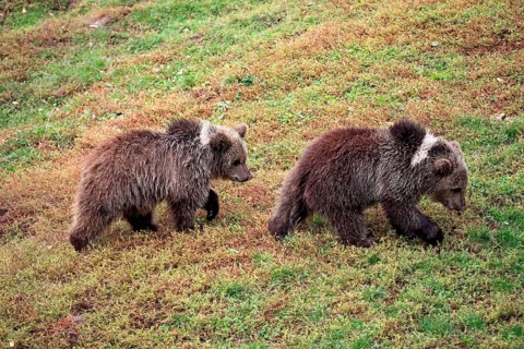 Brown Bear (Ursus arctos)