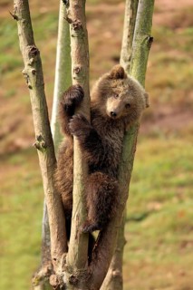 Brown Bear (Ursus arctos) cub climbing in tree
