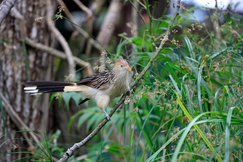 Guira Cuckoo (Guira guira) adult