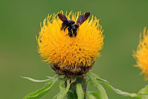 Large Violet Carpenter Bee (Xylocopa violacea) sitting on a yellow flower