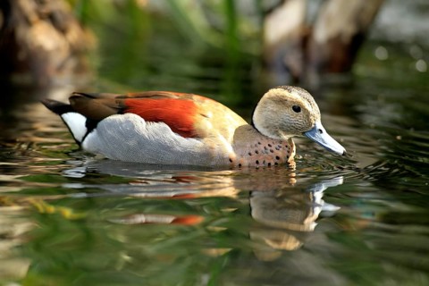 Ringed Teal (Callonetta leucophrys)