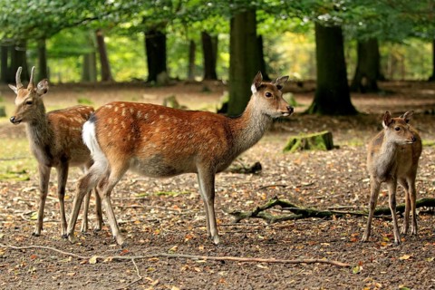 Sika Deer (Cervus nippon)