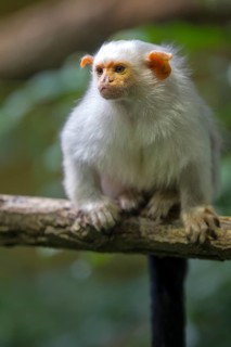 Silvery Marmoset (Callithrix argentata