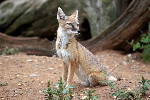 Corsac Fox (corsac vulpes)